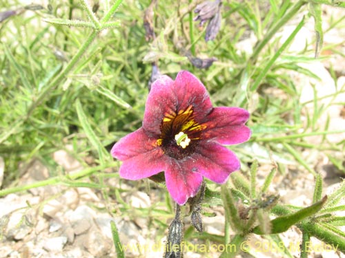 Image of Salpiglossis sinuata (). Click to enlarge parts of image.