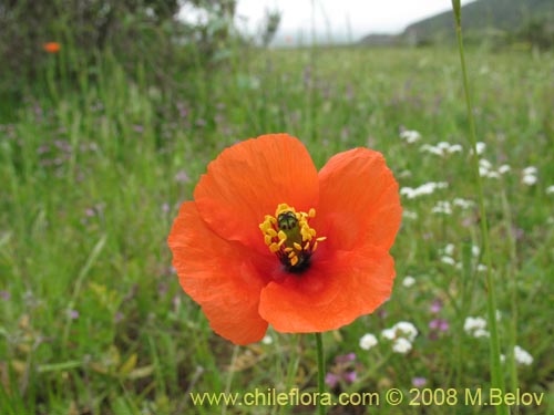 Image of Papaver sp. #1121 (). Click to enlarge parts of image.