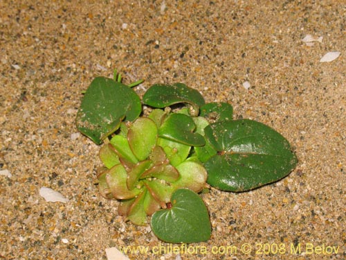 Dioscorea fastigiata의 사진