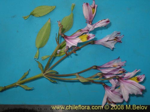 Image of Alstroemeria philippii var. albicans (). Click to enlarge parts of image.