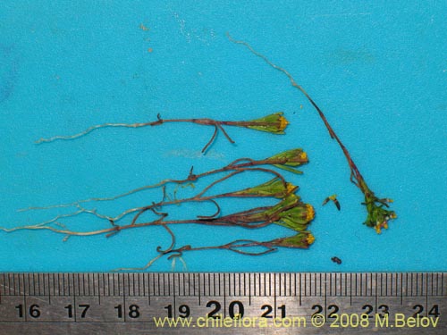 Image of Unidentified Plant sp. #1444 (). Click to enlarge parts of image.