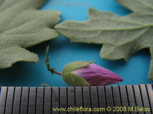 Image of Cristaria gracilis (Malvilla). Click to enlarge parts of image.