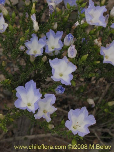 Bild von Nolana sp.  #2730 filifolia (). Klicken Sie, um den Ausschnitt zu vergrössern.