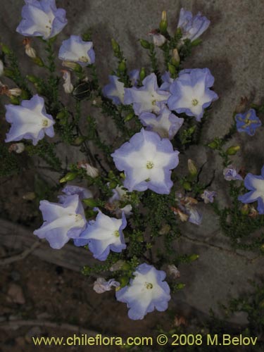 Image of Nolana sp.  #2730 filifolia (). Click to enlarge parts of image.