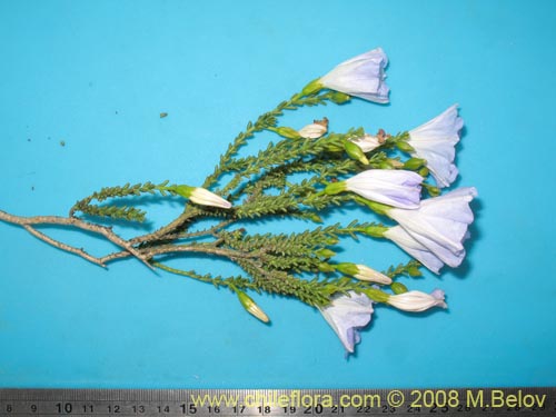 Nolana sp.  #2730 filifolia의 사진