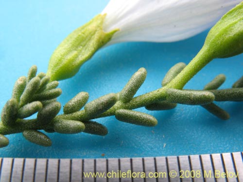 Image of Nolana sp.  #2730 filifolia (). Click to enlarge parts of image.