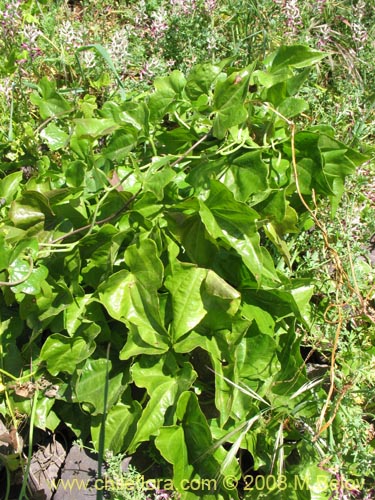 Dioscorea bryoniifoliaの写真