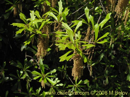 Image of Quercus nigra (Roble negro / Roble americano / Roble del agua). Click to enlarge parts of image.