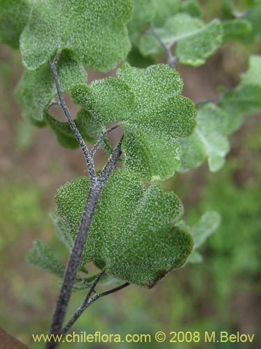 Image of Adiantum scabrum (). Click to enlarge parts of image.