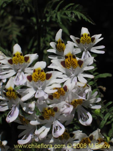 Schizanthus tricolor의 사진