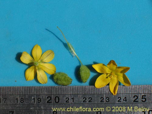 Image of Sisyrinchium graminifolium (). Click to enlarge parts of image.
