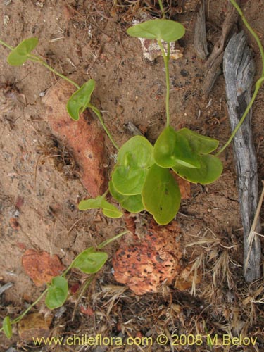 Image of Dioscorea sp. #1217 (). Click to enlarge parts of image.