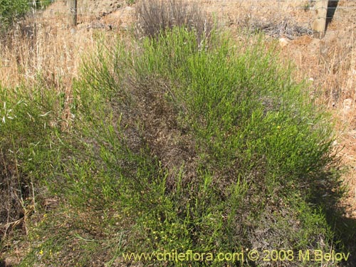 Image of Unidentified Plant sp. #1445 (). Click to enlarge parts of image.