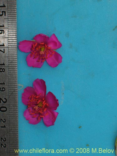 Image of Cistanthe sp. #1195 (). Click to enlarge parts of image.
