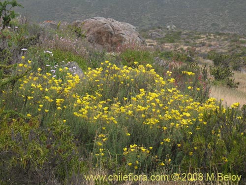 Imgen de Balbisia peduncularis (). Haga un clic para aumentar parte de imgen.