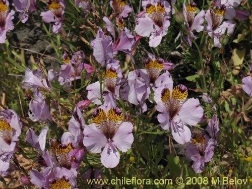 Image of Alstroemeria magnifica ssp. magnifica (). Click to enlarge parts of image.
