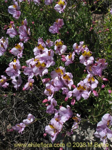 Image of Alstroemeria magnifica ssp. magnifica (). Click to enlarge parts of image.