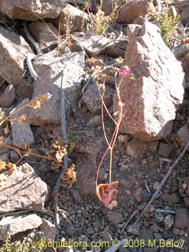 Image of Calandrinia sp. #3070 (). Click to enlarge parts of image.