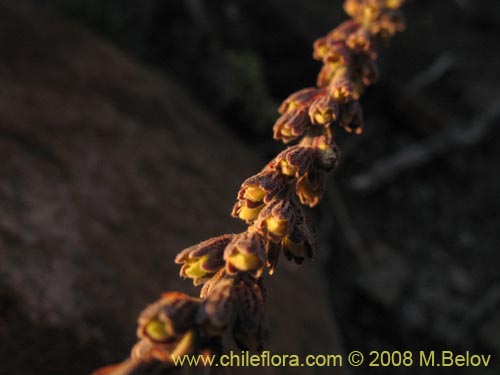 Image of Errazurizia multifoliolata (Flor de la vela). Click to enlarge parts of image.