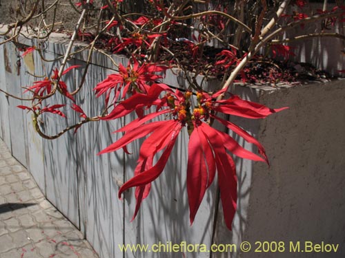 Imágen de Euphorbia pulcherrima (Corona del inca  / Poinsettia / Flor de Pascua /  Flor de navidad / Nochebuena). Haga un clic para aumentar parte de imágen.