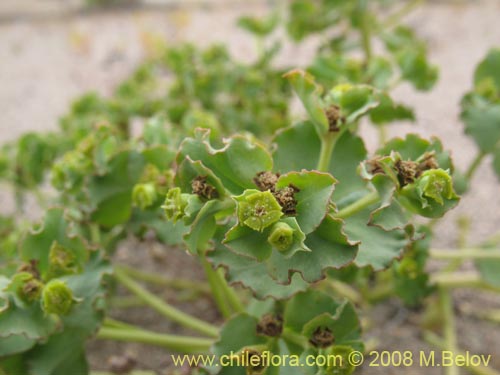 Euphorbia sp. #1352的照片
