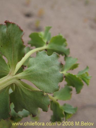 Euphorbia sp. #1352의 사진