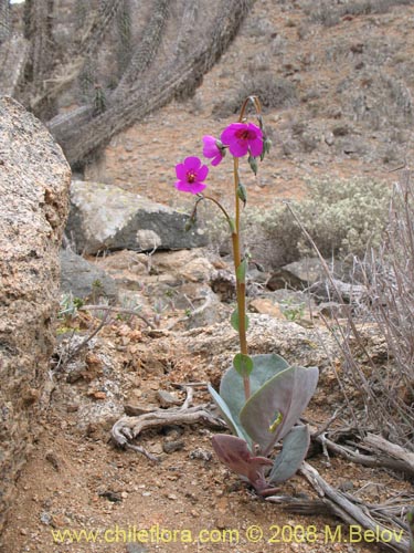 Image of Calandrinia cachinalensis (). Click to enlarge parts of image.