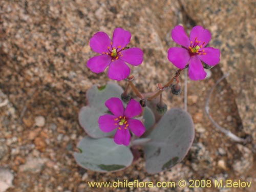 Image of Calandrinia cachinalensis (). Click to enlarge parts of image.