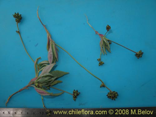 Image of Portulacaceae sp. #1186 (). Click to enlarge parts of image.