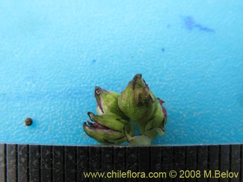Image of Portulacaceae sp. #1186 (). Click to enlarge parts of image.