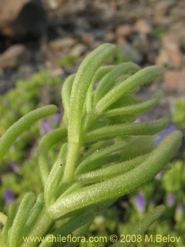 Image of Nolana linearifolia (). Click to enlarge parts of image.