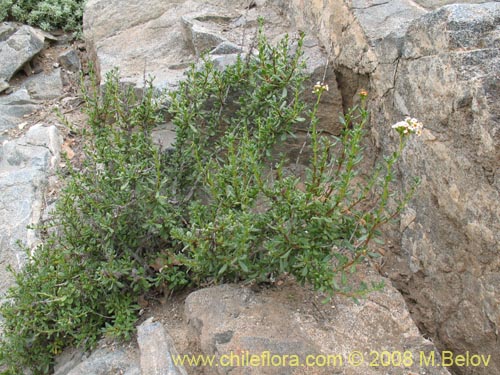 Heliotropium philippianum의 사진