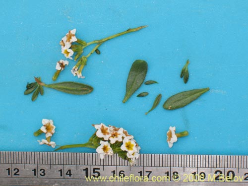 Bild von Heliotropium philippianum (). Klicken Sie, um den Ausschnitt zu vergrössern.