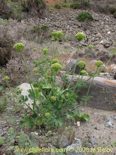 Image of Apiaceae sp. #1159 (). Click to enlarge parts of image.