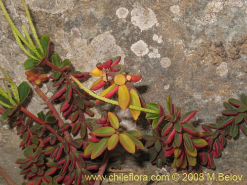 Image of Peperomia doellii (). Click to enlarge parts of image.
