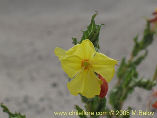 Image of Oenothera coquimbensis (). Click to enlarge parts of image.