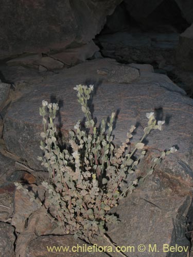 Image of Viviania crenata (). Click to enlarge parts of image.