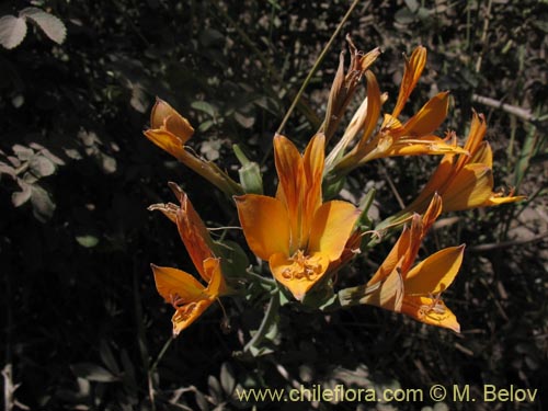 Image of Alstroemeria sp. #1434 (). Click to enlarge parts of image.