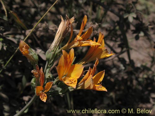 Image of Alstroemeria sp. #1434 (). Click to enlarge parts of image.