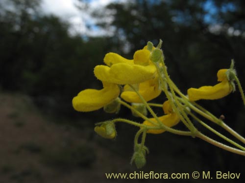 Image of Calceolaria valdiviana (). Click to enlarge parts of image.
