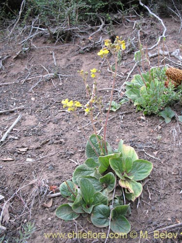Image of Calceolaria valdiviana (). Click to enlarge parts of image.