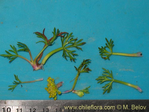 Image of Azorella trifoliolata (). Click to enlarge parts of image.