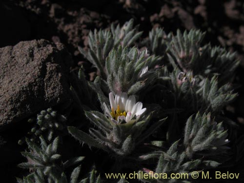 Image of Chaetanthera sp. #1344 (). Click to enlarge parts of image.