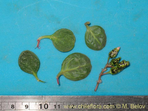 Image of Cistanthe picta (). Click to enlarge parts of image.