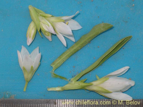 Image of Gentianella ottonis (Genciana). Click to enlarge parts of image.