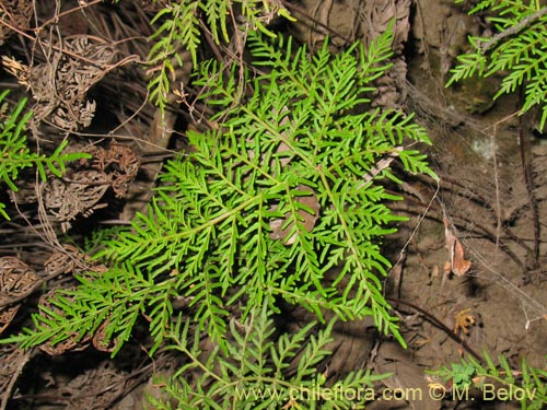 Imágen de Planta no identificada (Fern) sp. #3192 (). Haga un clic para aumentar parte de imágen.