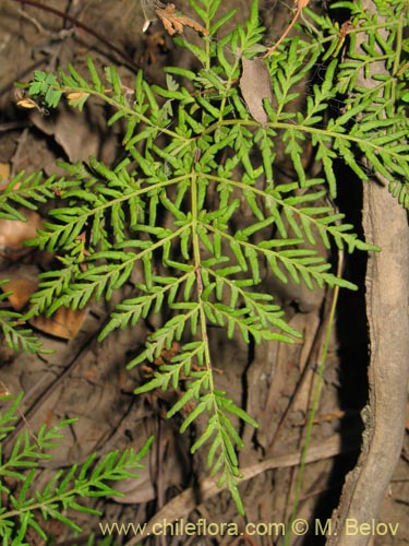 Imágen de Planta no identificada (Fern) sp. #3192 (). Haga un clic para aumentar parte de imágen.