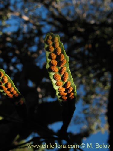 Image of Polypodium feuillei (). Click to enlarge parts of image.
