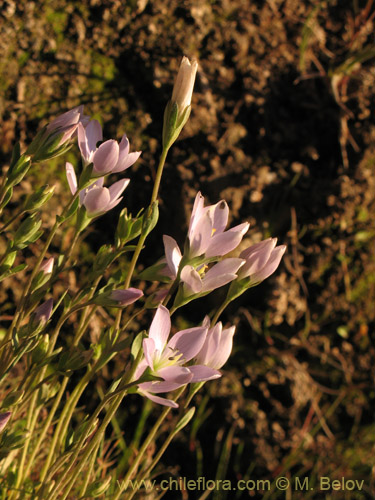 Image of Gentianella ottonis (Genciana). Click to enlarge parts of image.