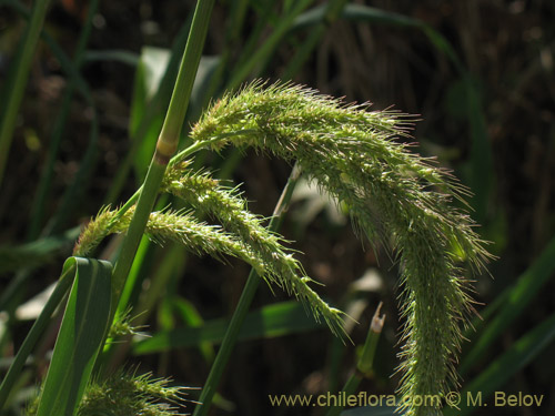 Image of Poaceae sp. #2177 (). Click to enlarge parts of image.
